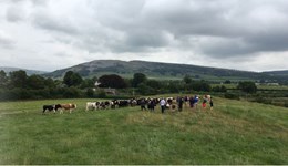 Grazing strategies for dairy youngstock